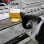 U Švarné Hanky dostalo chuť na pivo i koťátko.