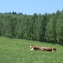 Pohled na stádo krav na místní pastvině.