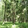Průjezd lesem mezi Dobrou a Frýdkem-Místkem.