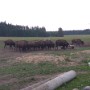 Bizoní farma v Rožnově.