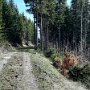 Pohodová lesní cesta.