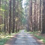 Pohodová cesta lesem.