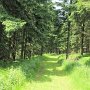 Zelené lesní cesta - dneska okusím všechny druhy terénu.