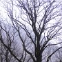 Strašidelné stromy v Soutěsce.