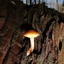 Kupodivu i v té zimě ještě rostou houby.