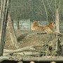Nově vybudovaný je rovněž i výběh tygrů - jen škoda, že jsou tak daleko.