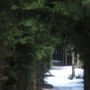 Krásně sněhem pokrytá lesní cesta.