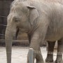 Pavilón slonů je v Ostravě vyhlášený.