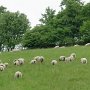 Nakonec procházíme kolem pastviny plné ovcí.
