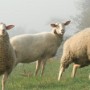 Ovce nás zvědavě pozorují.