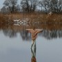 Vyfotím si strašáka v Němčickém rybníce.