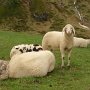 Odpočívající ovečky na alspké louce.