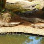 Krokodýl nilský v přirodním parku La Vanille.