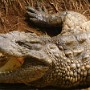Krokodýl nilský v přirodním parku La Vanille.