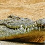 Krokodýl nilský.