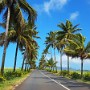 Krásná palmová alej okolo hlavní silnice.