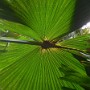 Palma talipot (Corypha umbraculifera).