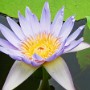 Květ lotosu (Nelumbo nucifera).