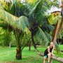 Irmísek sedí na kokosové palmě.