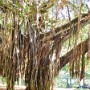 Úžasné stromy v parku v Souillacu.