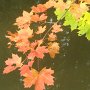 Listí má nádhernou podzimní barvu.