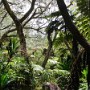 Réunionská džungle.