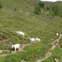 Začínají se k nám sbihávat kozy ze zdejší pastviny.